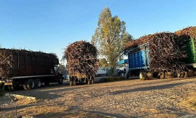 Además de la falta de trabajadores, la presencia del hongo amenaza a los productores. Además de la falta de trabajadores, la presencia del hongo amenaza a los productores.