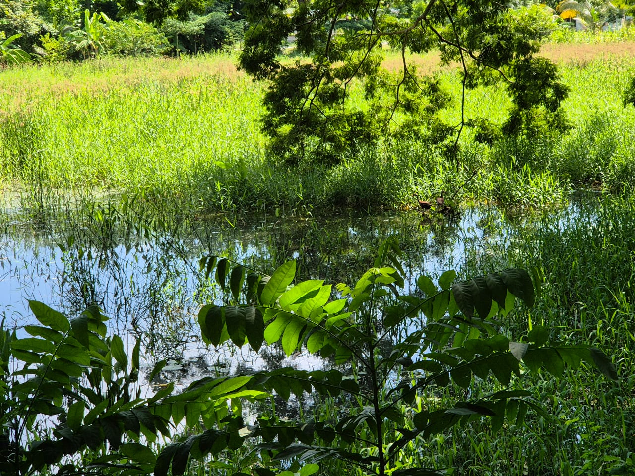 El estancamiento de agua y predios abandonados favorecen la proliferación del insecto.