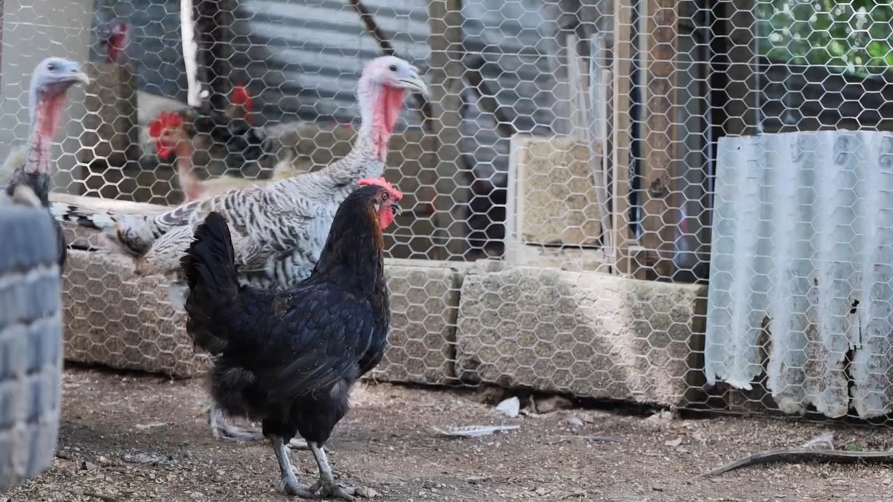 Centro Agroecológico de Lerma revive práctica ancestral para mejorar la salud de las aves y la calidad del huevo