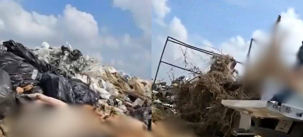 Difunden video de supuestos trabajadores de Bienestar Animal arrojando perros en un relleno sanitario; causa indignación y reacciones