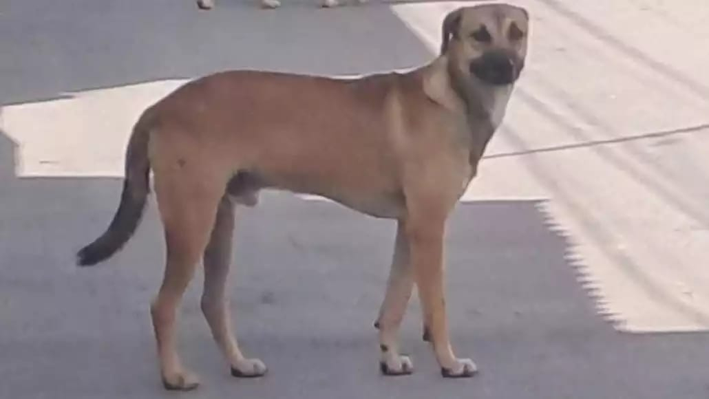 Hay 780 denuncias por crueldad animal en Campeche durante 2025.