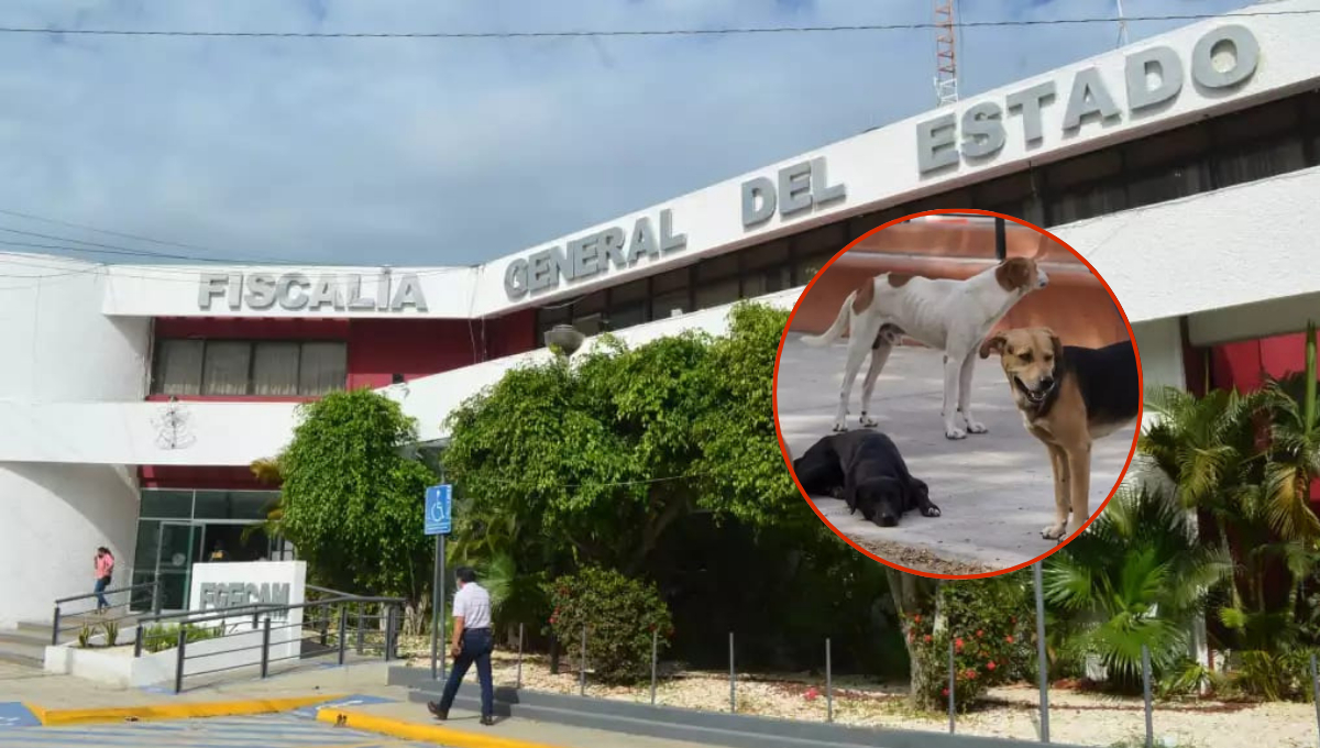 Indignación en Carmen por caso de crueldad animal; hay detenido Indignación en Carmen por caso de crueldad animal; hay detenido