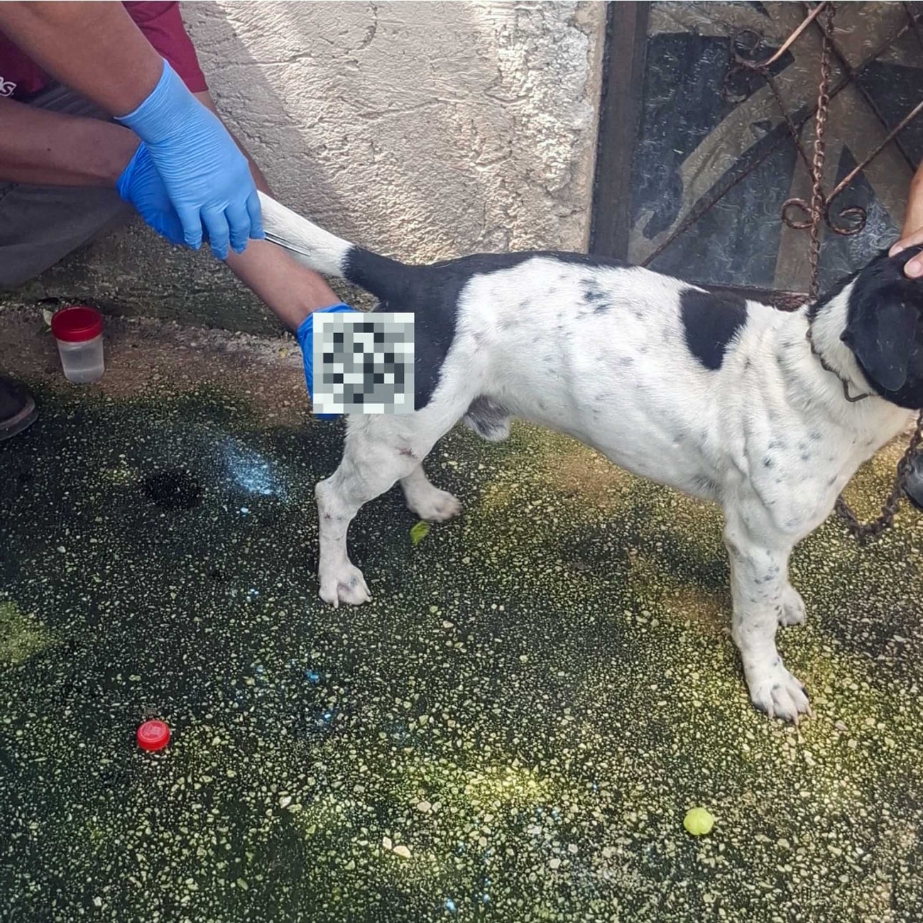 La Dirección de Desarrollo Rural actúa ante el aviso ciudadano de gusanos en un perro
