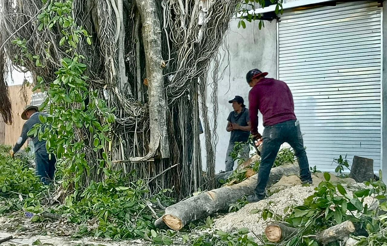 La tala de árboles en la selva de Playa del Carmen afecta a la fauna.