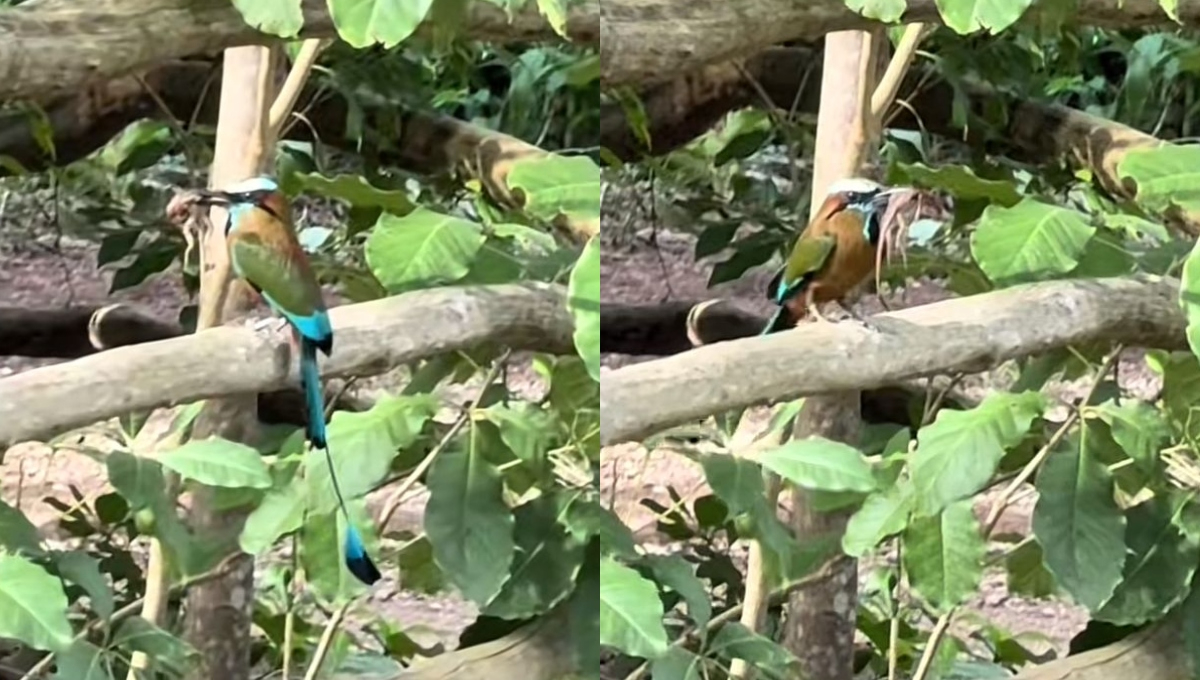 En la Península de Yucatán existen dos especies de pájaros Toh En la Península de Yucatán existen dos especies de pájaros Toh