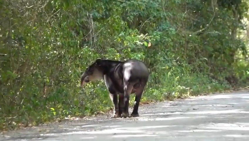 Liberan a tapir centroamericano en la selva de Campeche tras ser rescatado y rehabilitado Liberan a tapir centroamericano en la selva de Campeche tras ser rescatado y rehabilitado