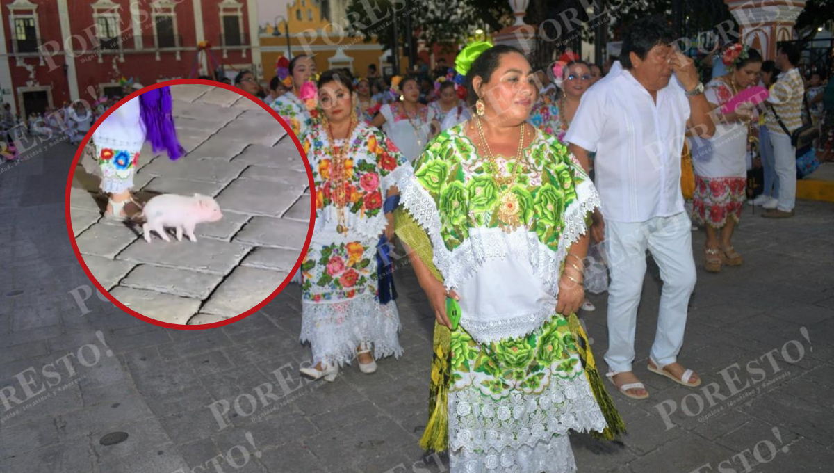 El inesperado protagonista: cerdito aparece danzando entre los jaraneros en Campeche