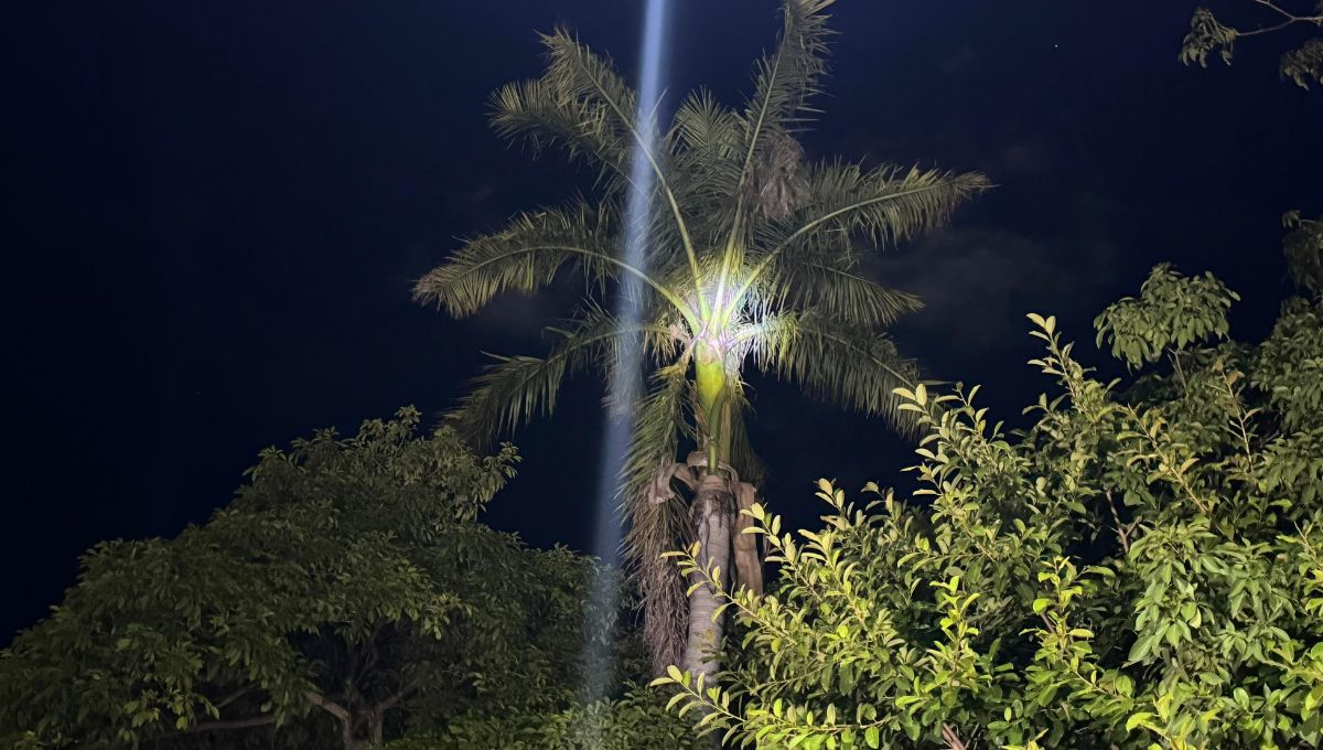 Presunto ladrón se refugia en lo alto de una palmera durante horas para evitar ser linchado y detenido en la colonia Tecolutla Presunto ladrón se refugia en lo alto de una palmera durante horas para evitar ser linchado y detenido en la colonia Tecolutla