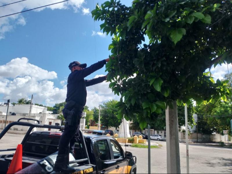 SSP refuerza seguridad vial con limpieza y liberación de señalética SSP refuerza seguridad vial con limpieza y liberación de señalética