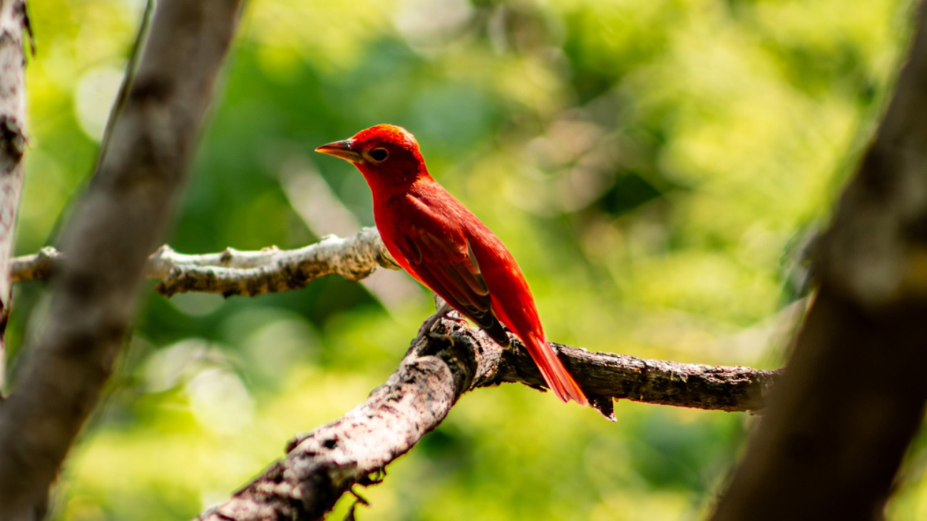 Aunque puede ser observada durante varios meses en Yucatán, la piranga roja no es residente del estado Aunque puede ser observada durante varios meses en Yucatán, la piranga roja no es residente del estado