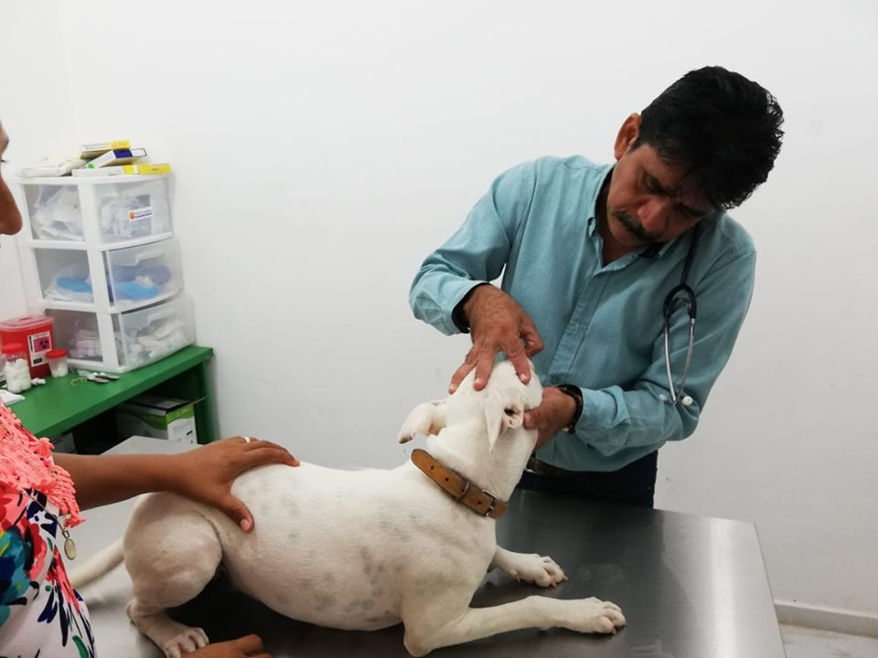 Autoridades locales ratifican nuevo reporte de larvas de gusano barrenador en un canino