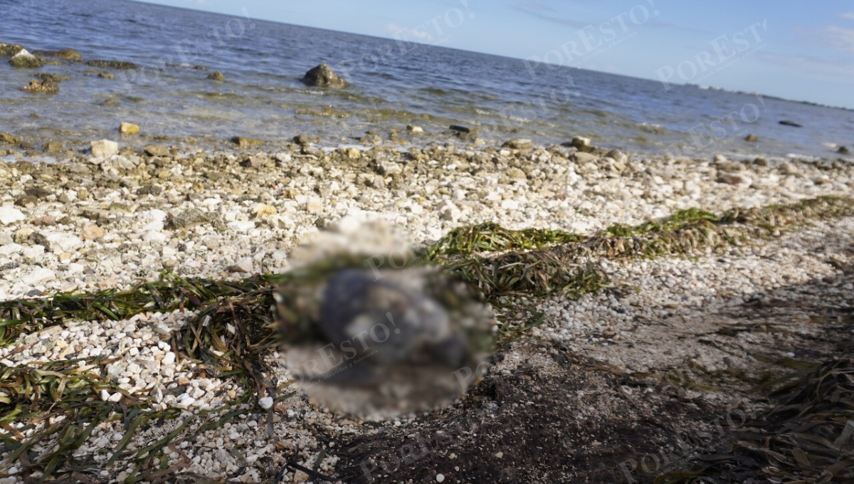 Campamento tortuguero reporta tres casos en lo que va del año