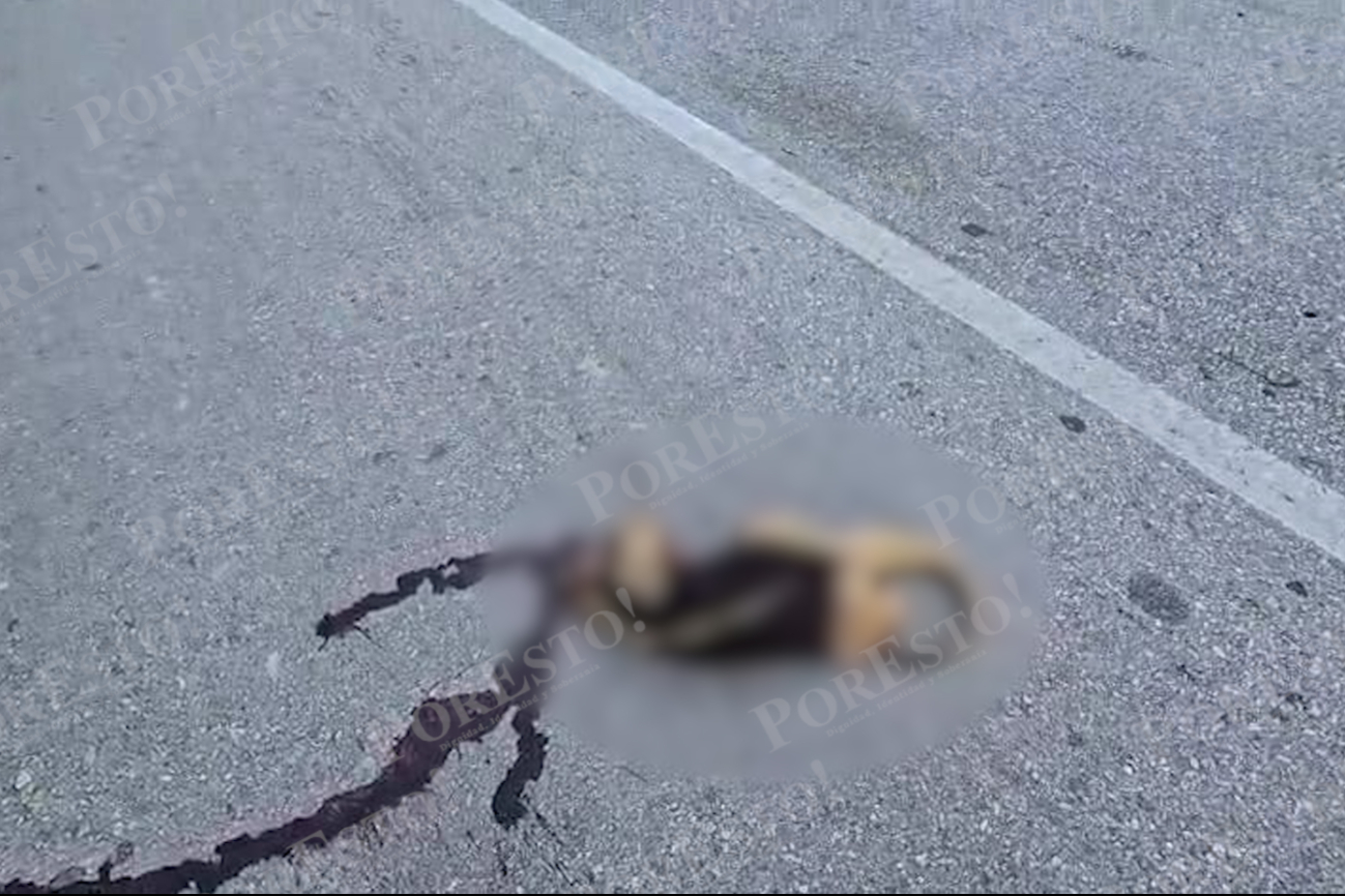 Fauna silvestre en riesgo: oso hormiguero arrollado en Campeche