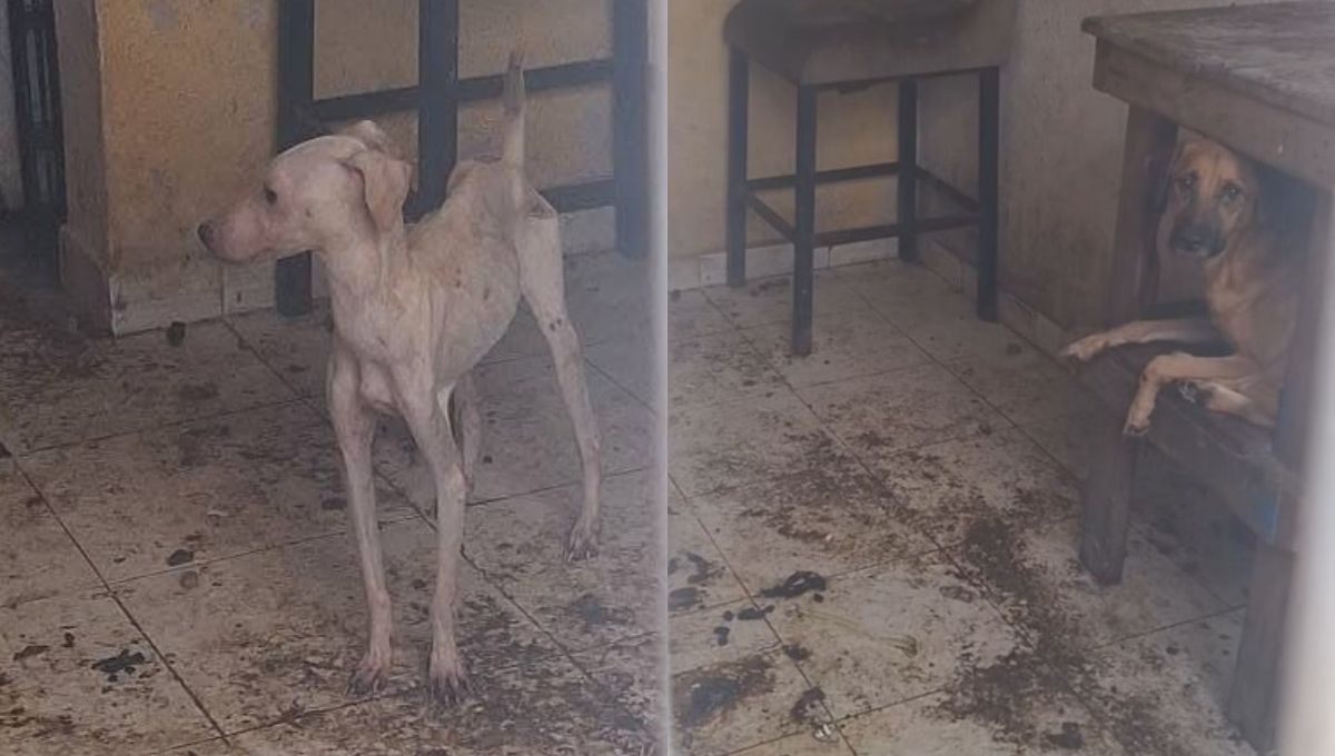 La FGE reiteró su compromiso con la protección y el bienestar animal La FGE reiteró su compromiso con la protección y el bienestar animal