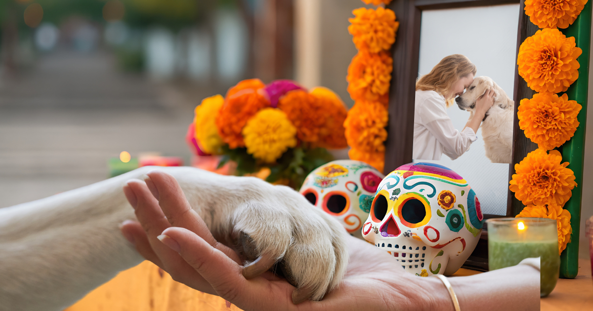 La ofrenda para mascotas se pone unos días antes La ofrenda para mascotas se pone unos días antes