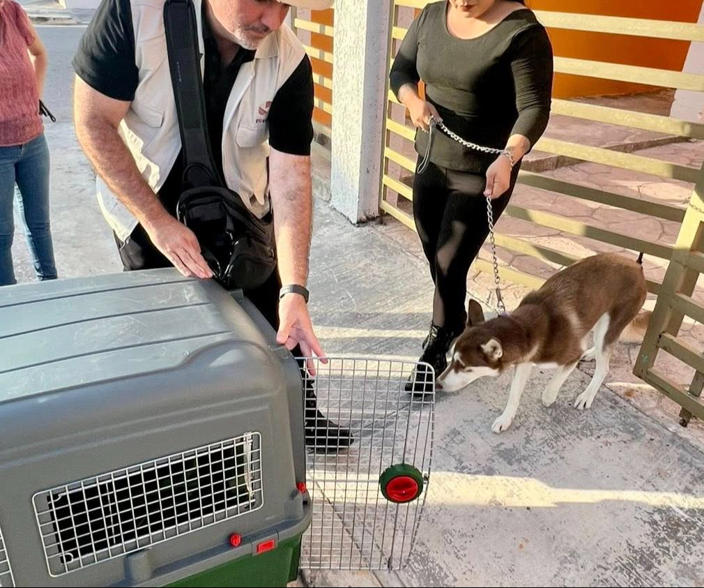 Los animales estaban sin agua ni alimento, y el canino amarrado bajo el sol. Los animales estaban sin agua ni alimento, y el canino amarrado bajo el sol.