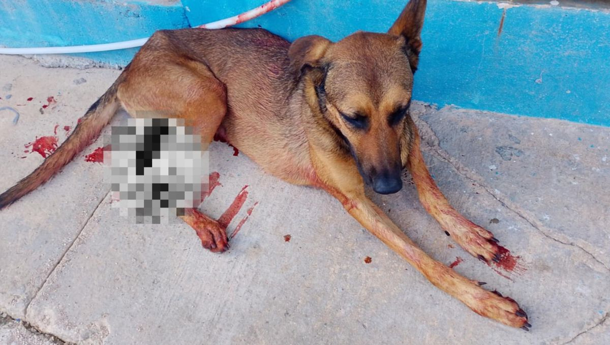 Perro callejero muere tras ataque de un presunto indigente, le da tres machetazos en Othón P. Blanco Perro callejero muere tras ataque de un presunto indigente, le da tres machetazos en Othón P. Blanco