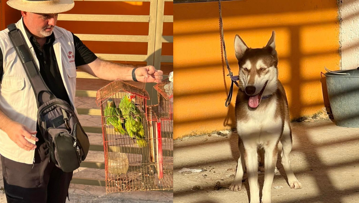 Una perra Husky y dos loros fueron rescatados tras permanecer abandonados varios días en un predio de Bosque Real, Campeche. Una perra Husky y dos loros fueron rescatados tras permanecer abandonados varios días en un predio de Bosque Real, Campeche.