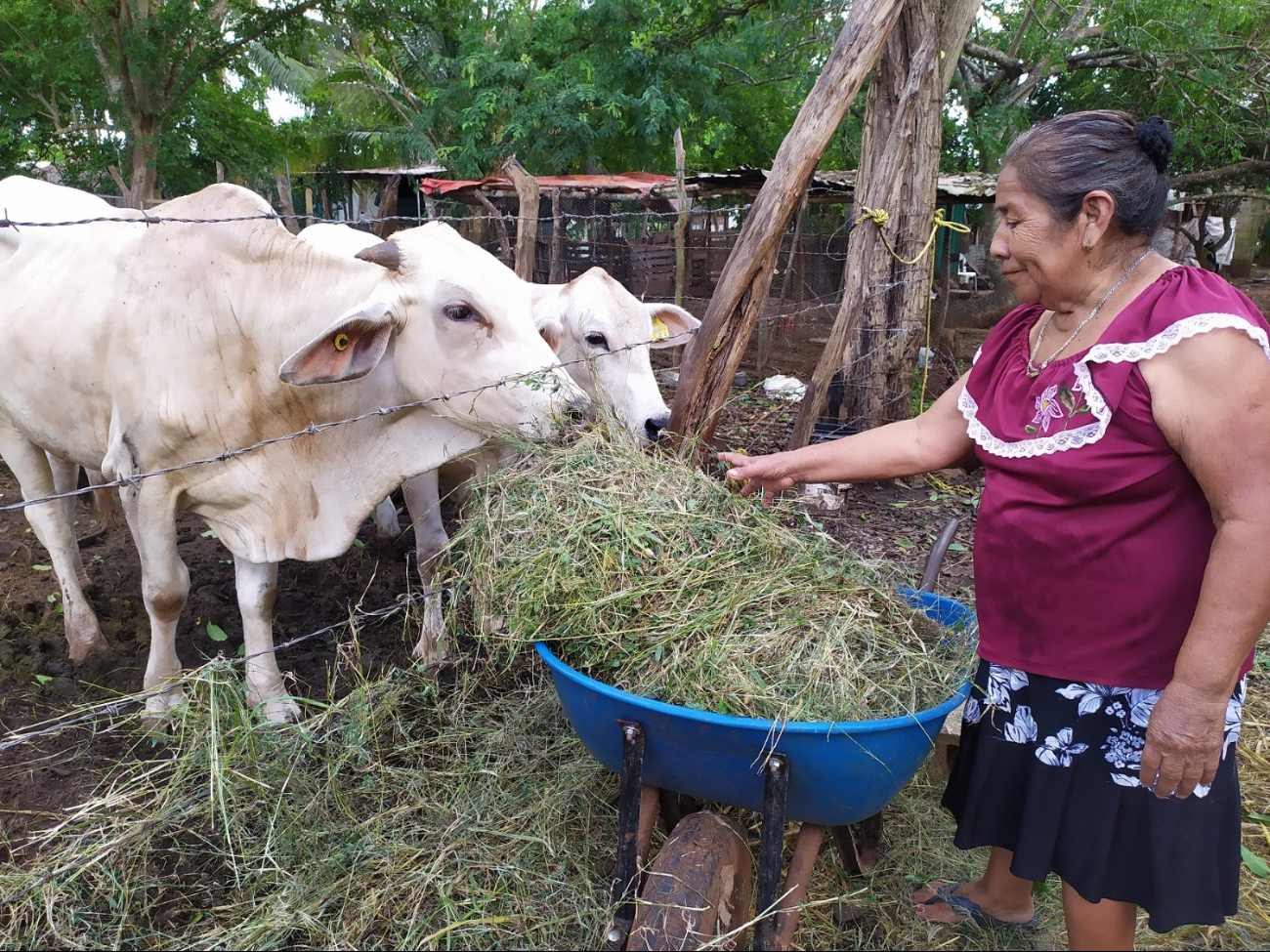 En Yucatán hay una gran cantidad de pobladoras que participan en trabajos agropecuarios, artesanales y comunitarios