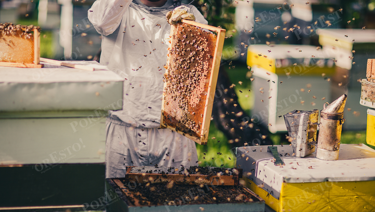 Declive de abejas en Campeche amenaza la biodiversidad: advierten impacto en aves