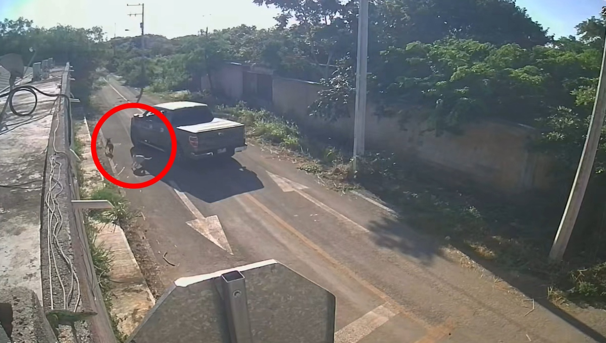 Continúan los casos de crueldad animal en Mérida Continúan los casos de crueldad animal en Mérida
