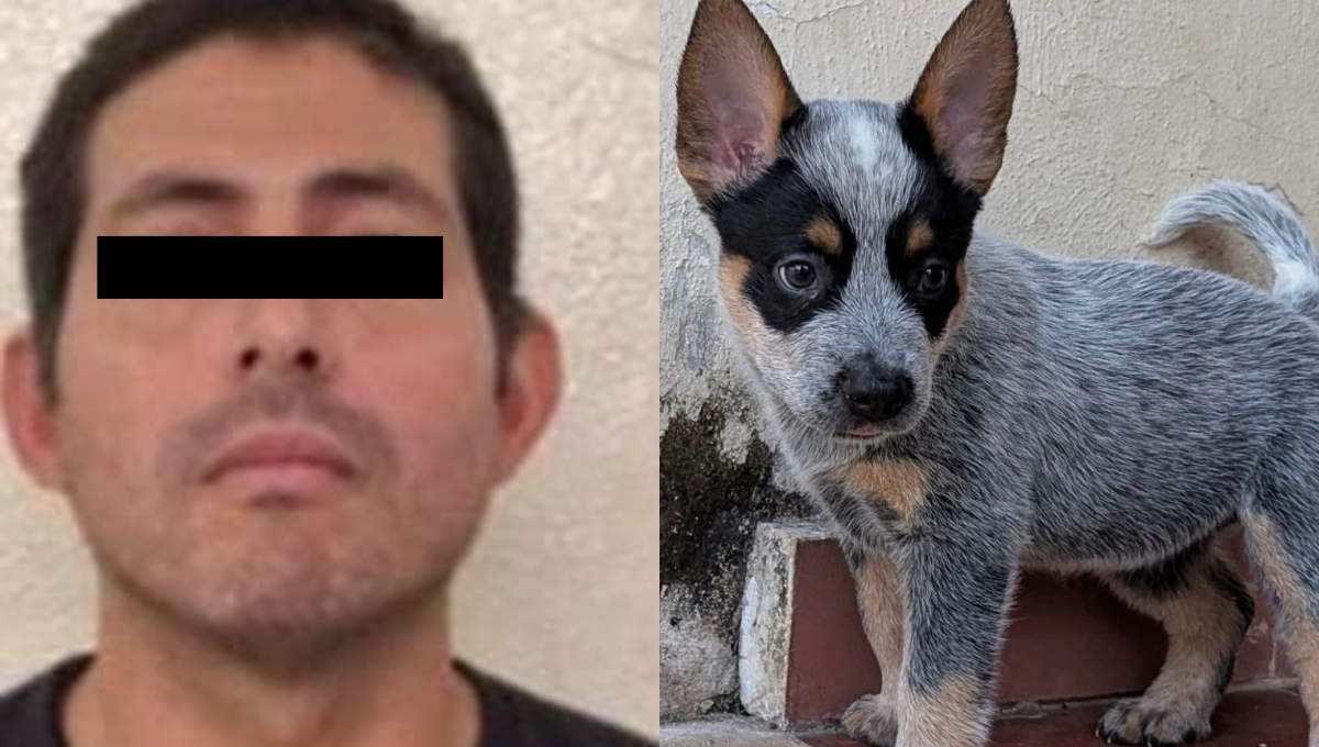 Ferdinando “N” fue detenido en Ciudad del Carmen por su presunta participación en un caso de crueldad animal ocurrido en Yucatán. Ferdinando “N” fue detenido en Ciudad del Carmen por su presunta participación en un caso de crueldad animal ocurrido en Yucatán.