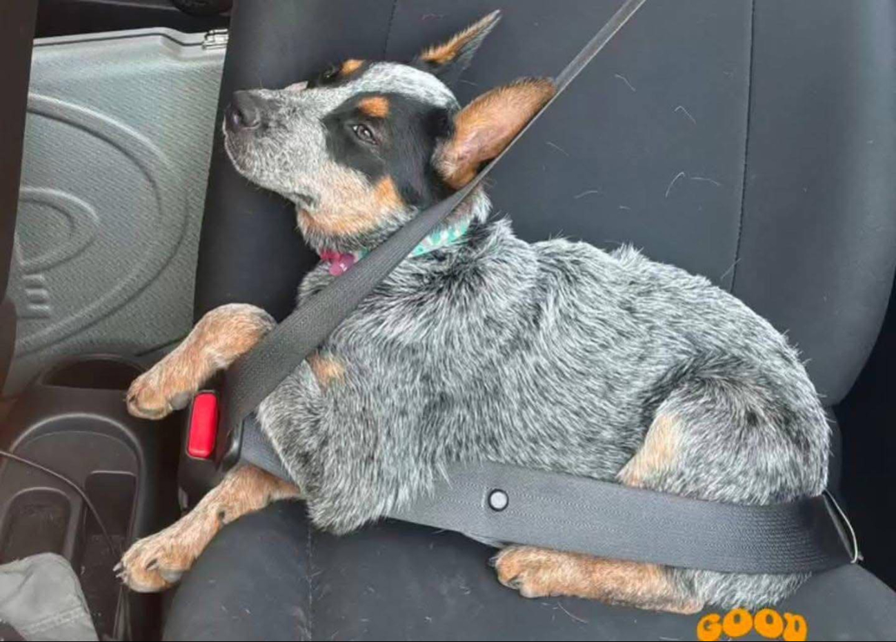 “Sicilia”, una perrita de la raza Pastor Australiano, fue encontrada malherida y abandonada en un basurero