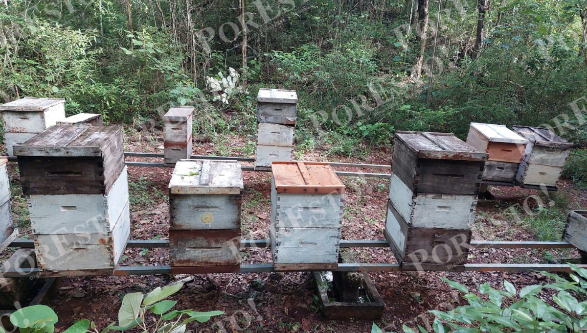 El manejo adecuado de colmenas permite aumentar la población de abejas y hacer crecer los apiarios. El manejo adecuado de colmenas permite aumentar la población de abejas y hacer crecer los apiarios.