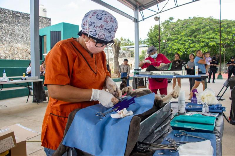 Impulsa Gobierno del Estado jornadas gratuitas de esterilización y vacunación de mascotas Impulsa Gobierno del Estado jornadas gratuitas de esterilización y vacunación de mascotas