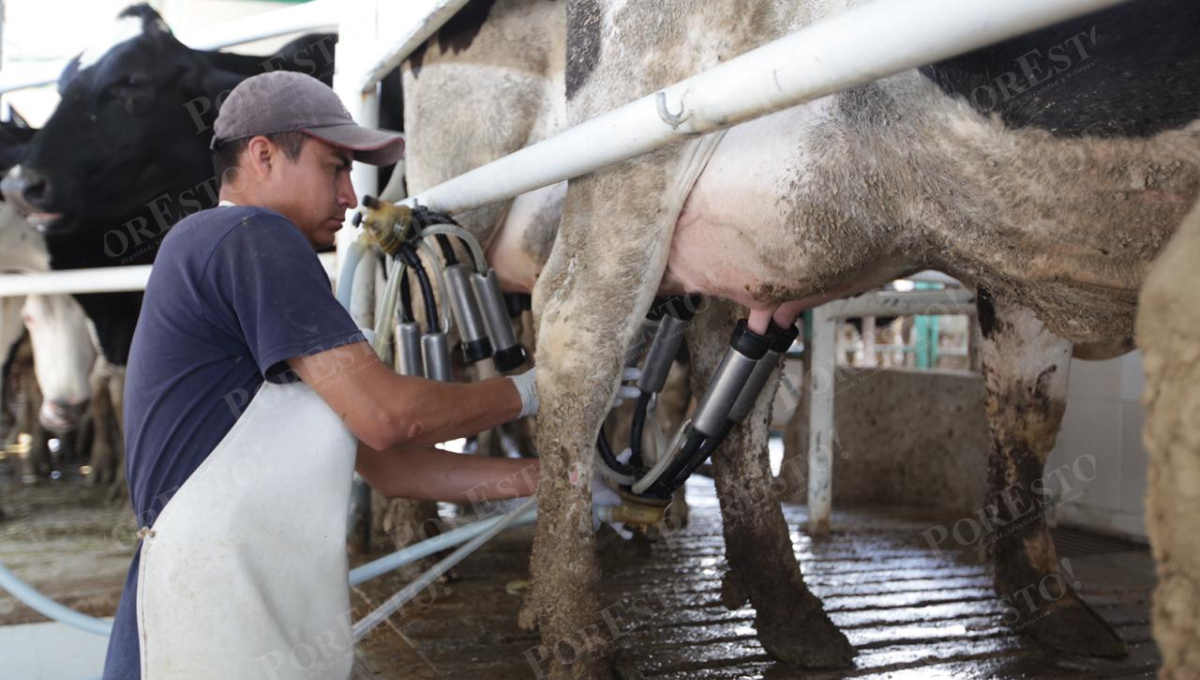 Leche para el Bienestar: una planta que nutre al Sureste Leche para el Bienestar: una planta que nutre al Sureste