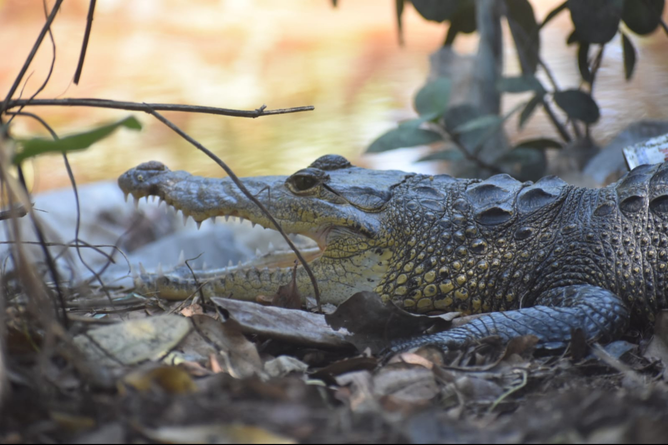 Habitantes de terrenos en la ciénega se preocupan ante el avistamiento de reptiles en la zona Habitantes de terrenos en la ciénega se preocupan ante el avistamiento de reptiles en la zona
