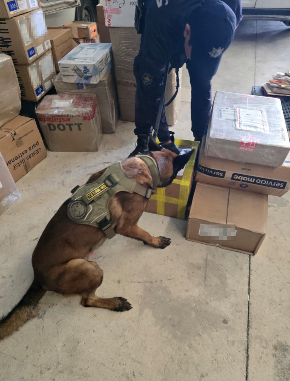 Logan del Grupo K9 logró la detección de las drogas.