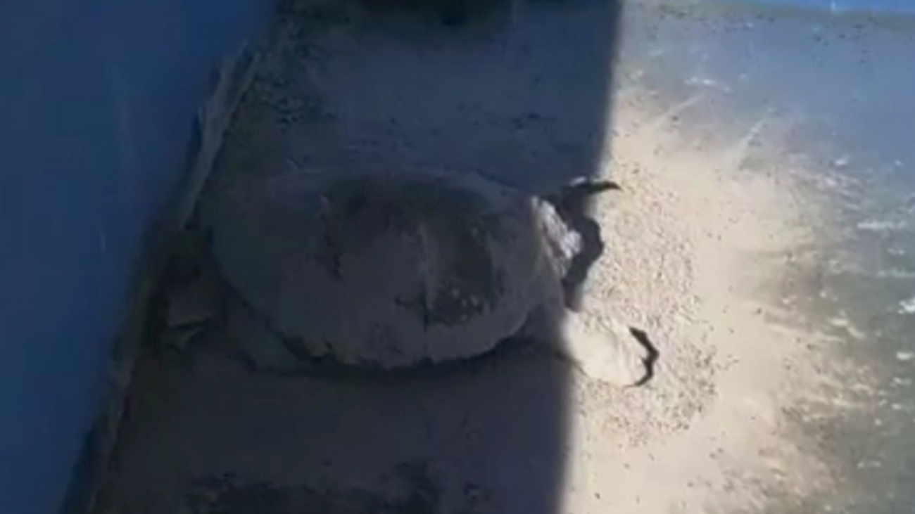 Los ambientalistas señalan que reducir la contaminación lumínica es una buena estrategia para proteger a las tortugas