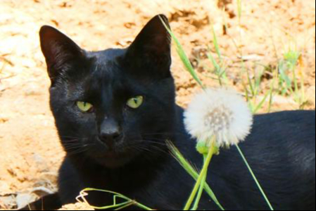 ¿Por qué debes cuidar a tus gatos esta temporada de Halloween en Campeche?