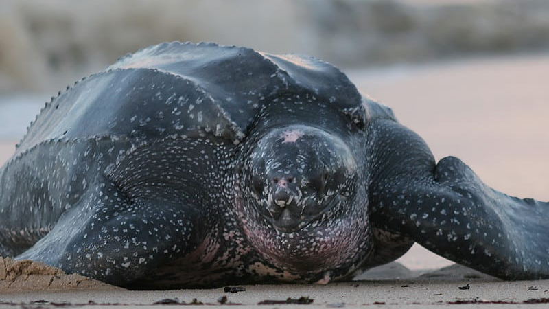 Aunque la especie no suelen anidar en playas de Yucatán, las aguas del estado forman parte de su ruta migratoria Aunque la especie no suelen anidar en playas de Yucatán, las aguas del estado forman parte de su ruta migratoria