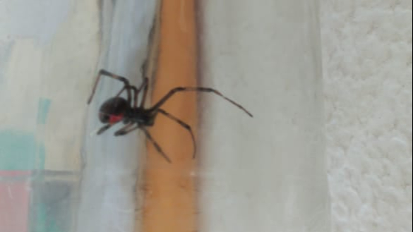 El arácnido estaba en la terraza de una vivienda. El arácnido estaba en la terraza de una vivienda.