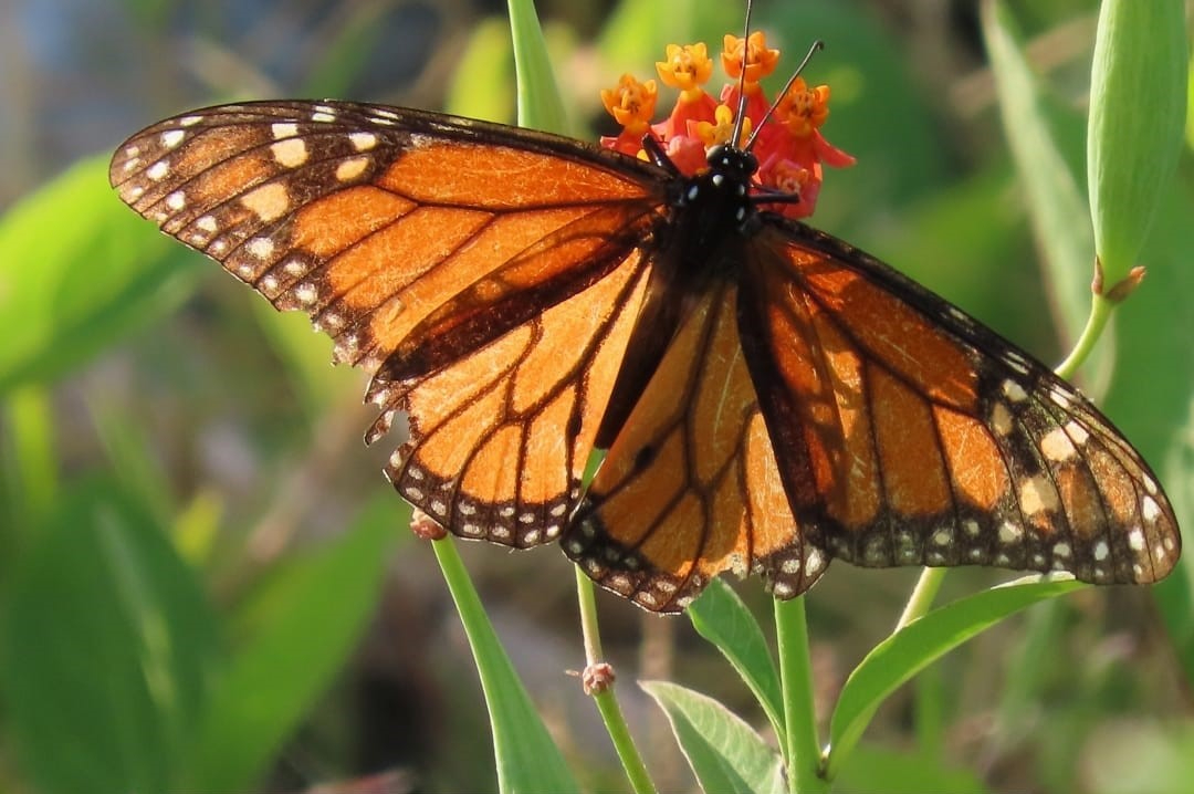 El grupo Alas Mayas registra en Yucatán un trayecto migratorio de la Danaus plexippus