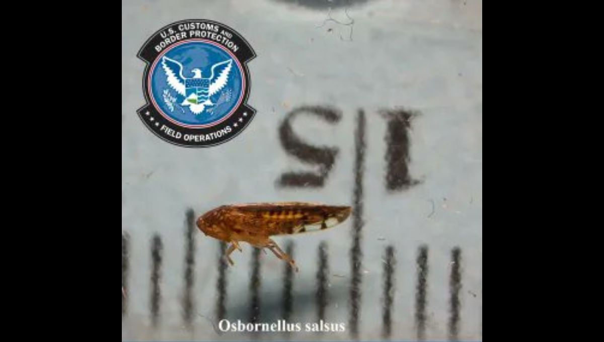 El insecto fue identificado y clasificado por el Servicio de Inspección de Sanidad Animal y Vegetal del Departamento de Agricultura de Estados Unidos El insecto fue identificado y clasificado por el Servicio de Inspección de Sanidad Animal y Vegetal del Departamento de Agricultura de Estados Unidos