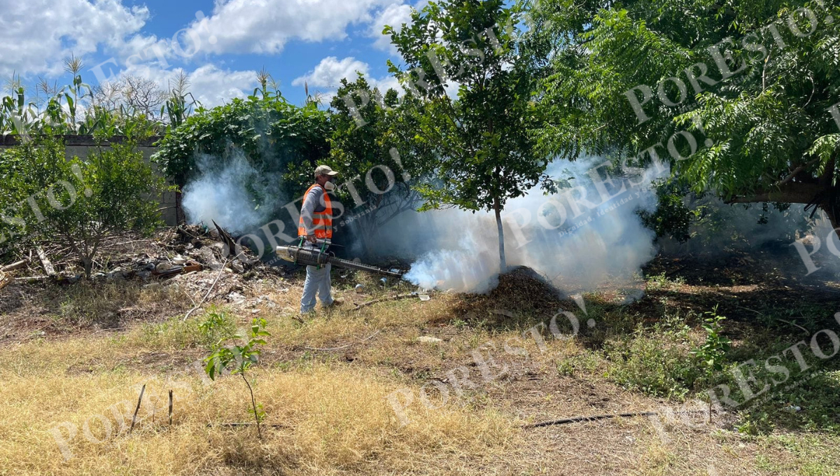 Mosquito del dengue se multiplica en Campeche tras las lluvias, advierte experto Mosquito del dengue se multiplica en Campeche tras las lluvias, advierte experto