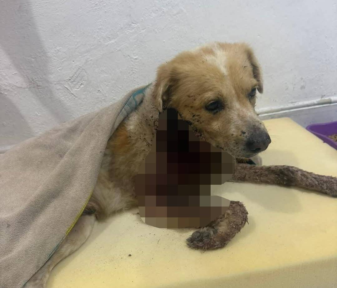 Un perro de nombre El Güero fue atacado con machete en el malecón tradicional de Progreso Un perro de nombre El Güero fue atacado con machete en el malecón tradicional de Progreso