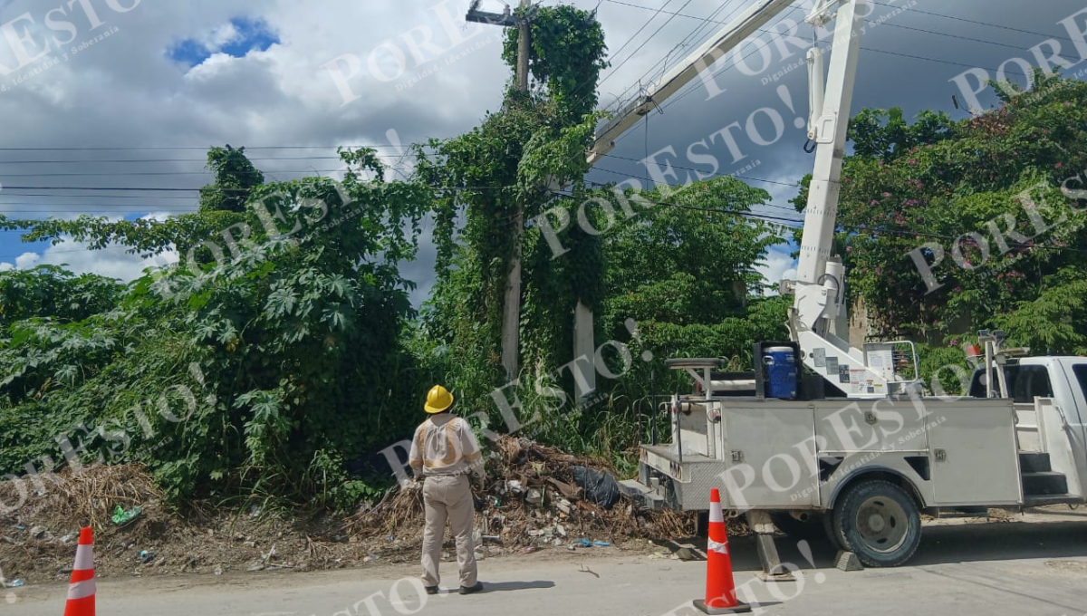 Un trabajador fue atacado por abejas mientras realizaba la limpieza y tuvo que usar protección de apicultor. Un trabajador fue atacado por abejas mientras realizaba la limpieza y tuvo que usar protección de apicultor.