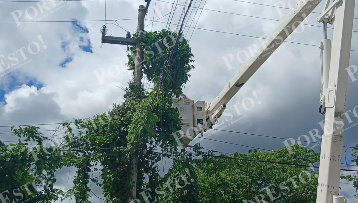 Vecinos de la colonia Salsipuedes, en Escárcega, alertaron desde hace cinco días sobre la maleza que cubría cables de energía eléctrica. Vecinos de la colonia Salsipuedes, en Escárcega, alertaron desde hace cinco días sobre la maleza que cubría cables de energía eléctrica.