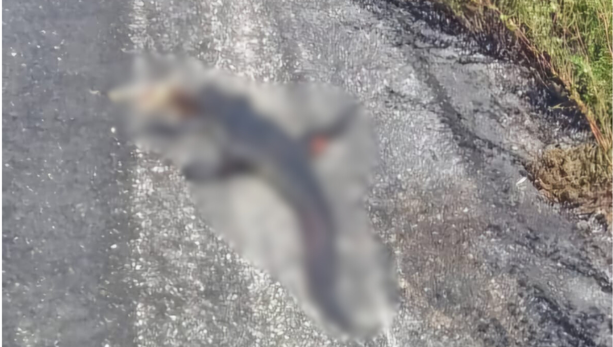 Especie protegida es arrollada en carretera Campeche–Carmen; conductores alertan sobre el incidente Especie protegida es arrollada en carretera Campeche–Carmen; conductores alertan sobre el incidente