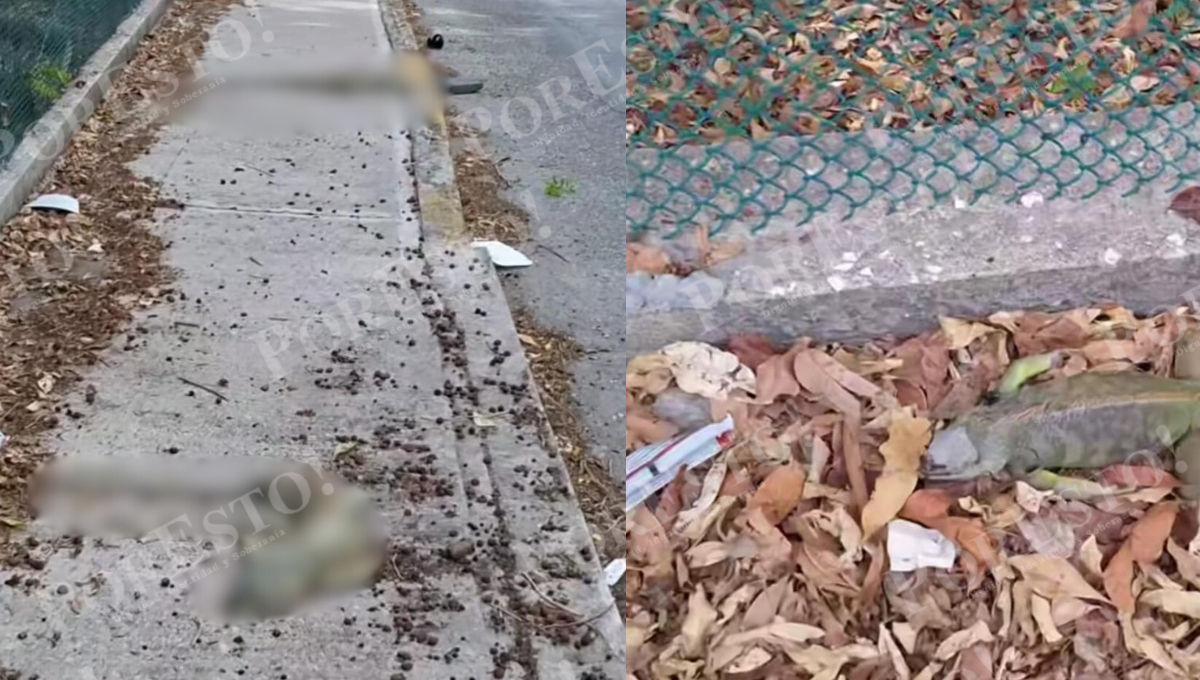 Iguanas en peligro: denuncian incremento de atropellamientos en avenidas de Ciudad del Carmen Iguanas en peligro: denuncian incremento de atropellamientos en avenidas de Ciudad del Carmen