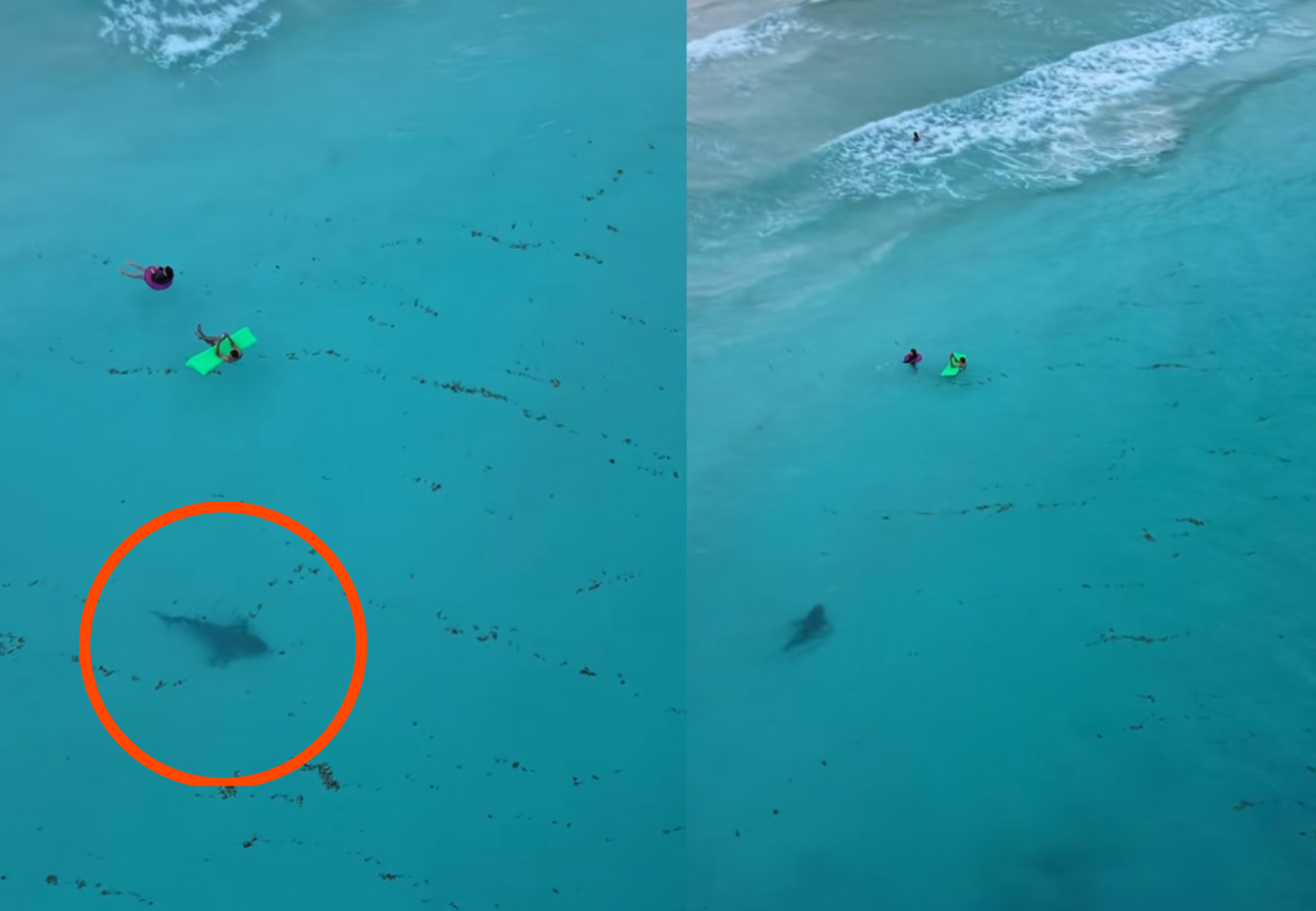 La presencia de tiburones en estas playas es común La presencia de tiburones en estas playas es común