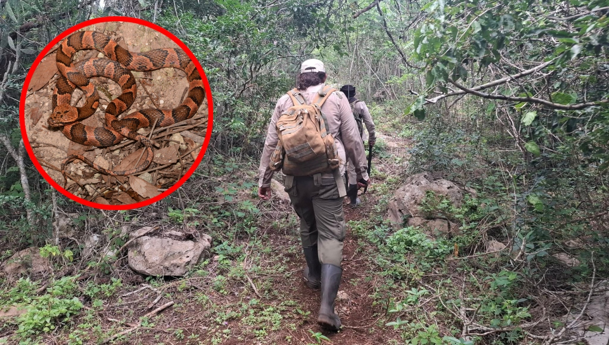 La serpiente se encontraba al interior de una antigua estructura La serpiente se encontraba al interior de una antigua estructura