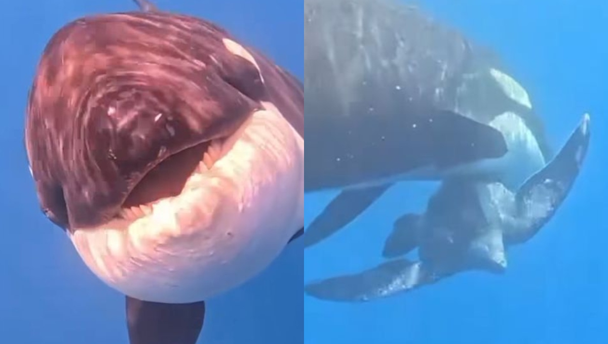 Las orcas son una especie migratoria que puede ser avistada en mares mexicanos Las orcas son una especie migratoria que puede ser avistada en mares mexicanos