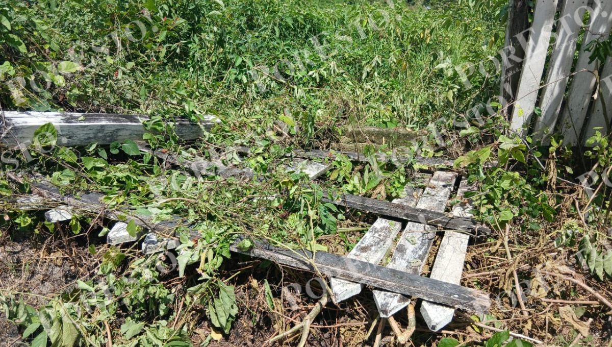 Los presuntos ladrones tiraron parte del cerco de madera para ingresar por un costado con maleza. Los presuntos ladrones tiraron parte del cerco de madera para ingresar por un costado con maleza.