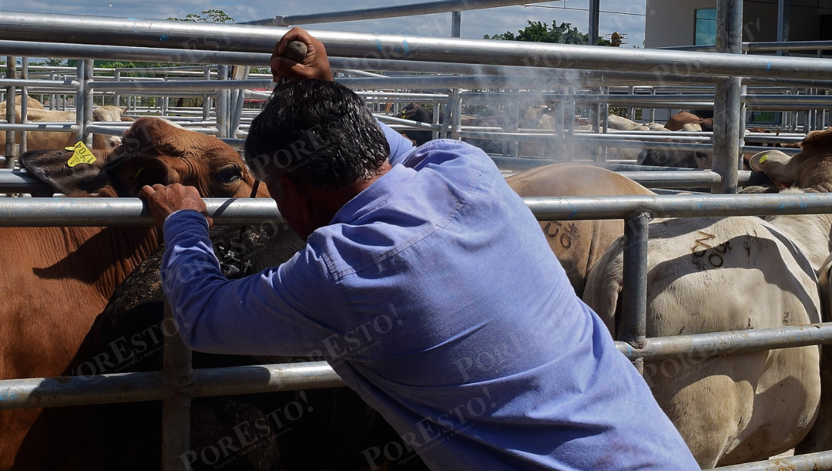 Ganado bovino, el más afectado por gusano barrenador en Campeche Ganado bovino, el más afectado por gusano barrenador en Campeche