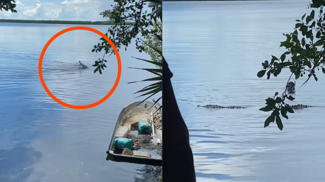 ¡Impactante! Hombre sufre ataque de cocodrilo mientras buceaba en la Laguna Nichuté de Cancún ¡Impactante! Hombre sufre ataque de cocodrilo mientras buceaba en la Laguna Nichuté de Cancún